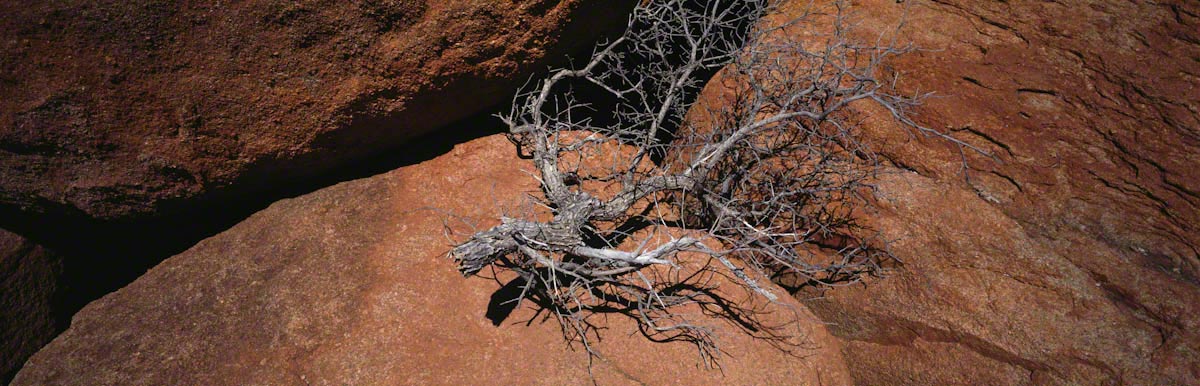 verdorrter Baum auf Felsen in Australien