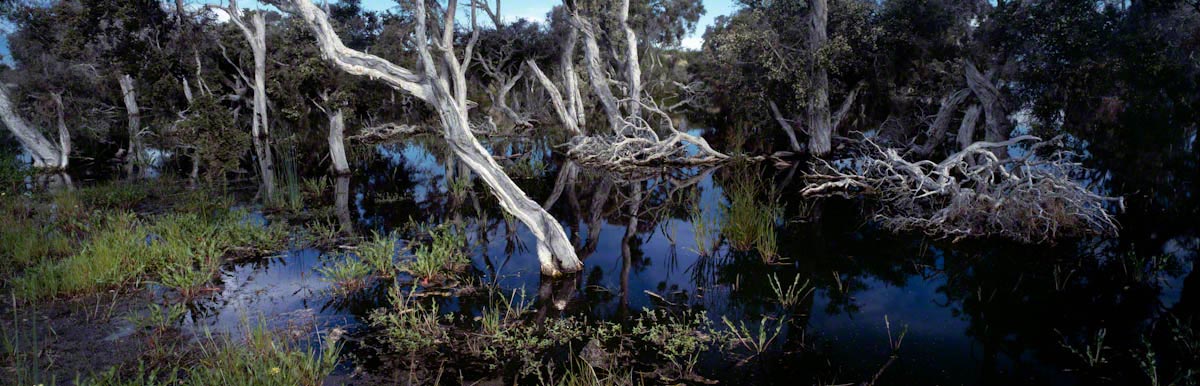 Sumpflandschaft in Australien