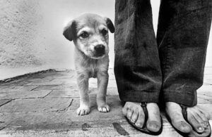 Junghund neben Füßen