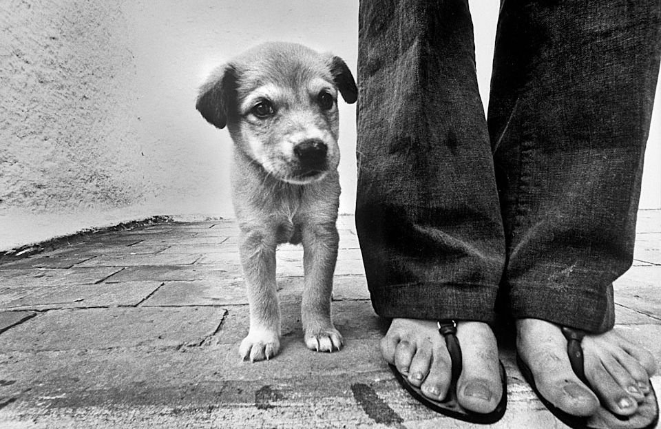 Junghund neben Füßen