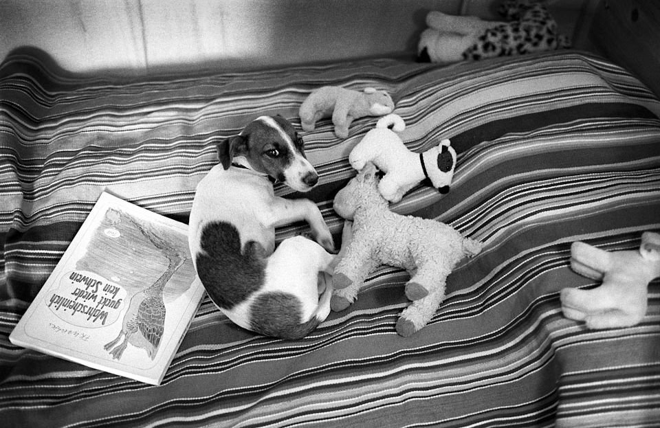 Kuscheltiere mit Hund