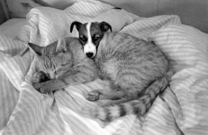 family-of-dog: Hund und Katze